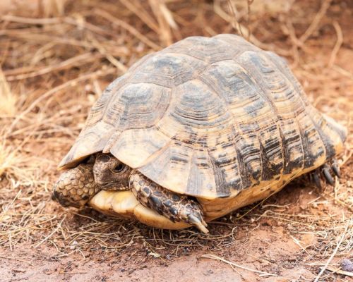 Čím může onemocnět suchozemská želva?