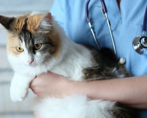 Kočky a antibiotika. Na co dávat pozor?