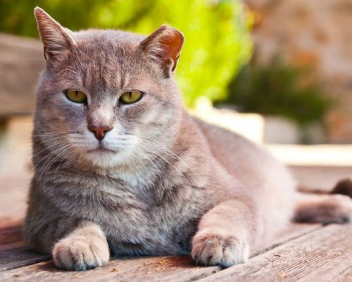 Příznaky stárnutí kočky. Jak se postarat o zvíře ve vyšším věku?