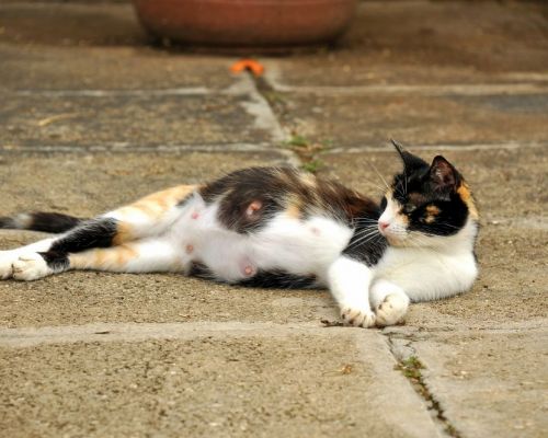 Březost kočky - jak se postarat o nastávající kočičí mámu?