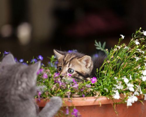 Jak odnaučit kočku skákat po květináčích?