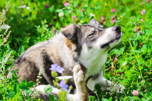 Alergie u psů: příčiny a řešení