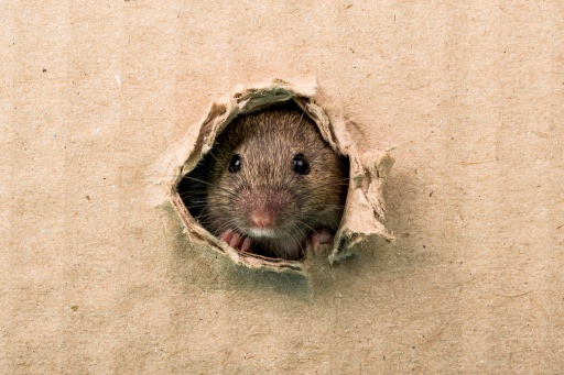 Výhody a nevýhody pořízení potkana