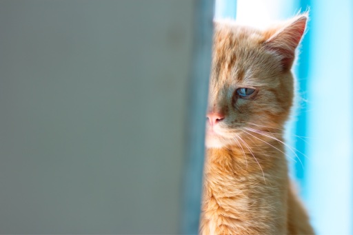 Proč mají kočky vodnaté oči?
