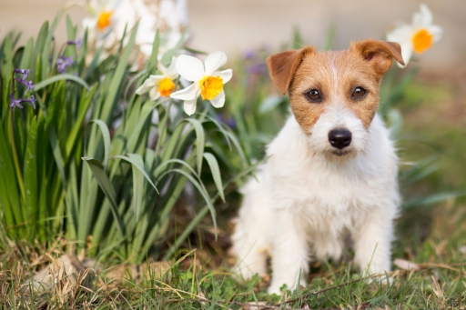 Pet-friendly zahrada: bezpečné a toxické rostliny a květiny pro domácí zvířata