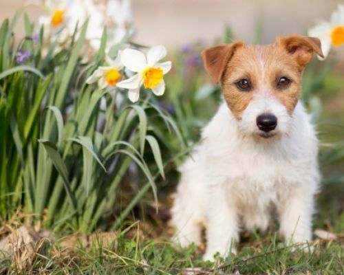 Pet-friendly zahrada: bezpečné a toxické rostliny a květiny pro domácí zvířata